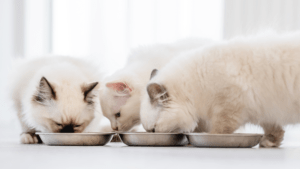 Todo lo que Necesitas Saber Sobre los Hábitos Alimenticios de los Gatos