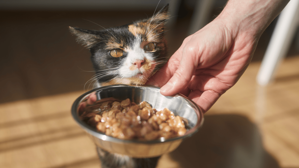 Alimento Húmedo para Gatos: La Revolución en la Dieta Felina