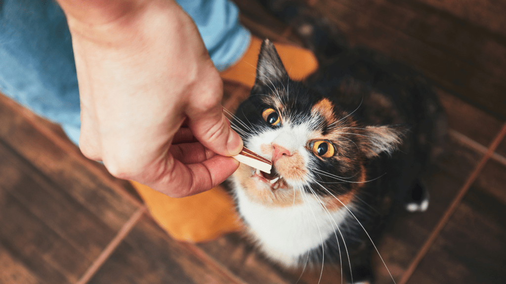 Snacks que promueven la salud dental en gatos